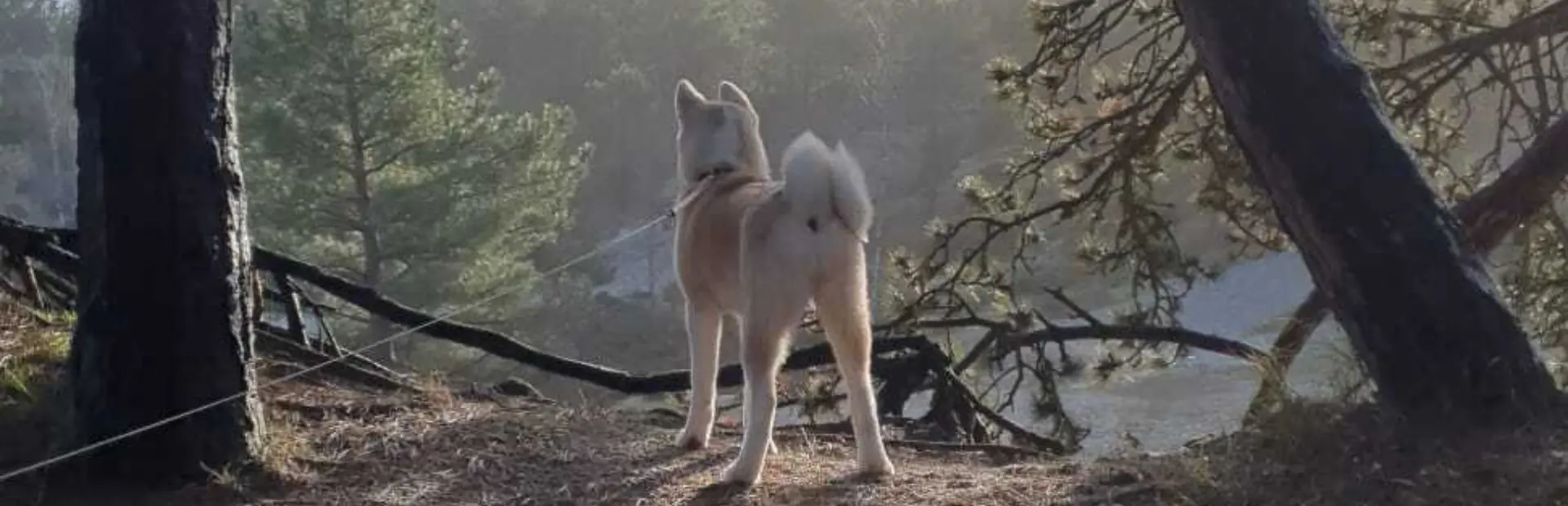 Hond herfst julianadorp
