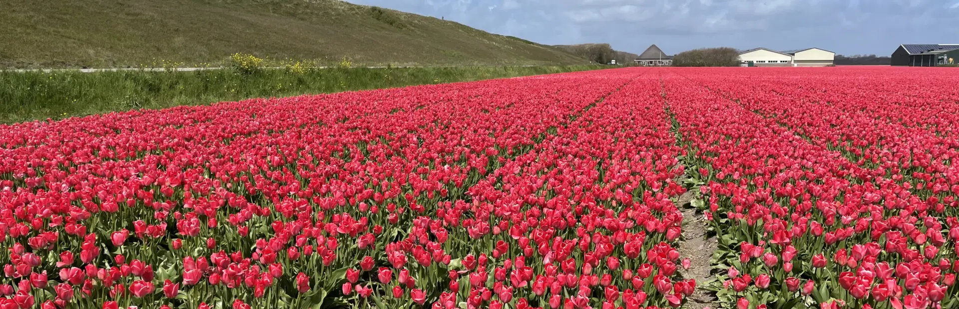 Bloemenvelden Julianadorp aan Zee
