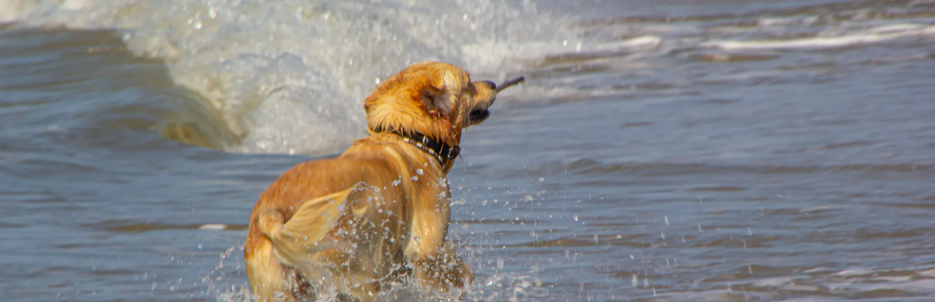 Vakantie hond strand