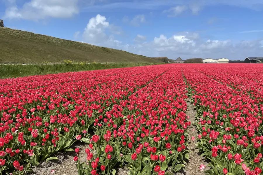 Bloemenvelden Julianadorp aan Zee