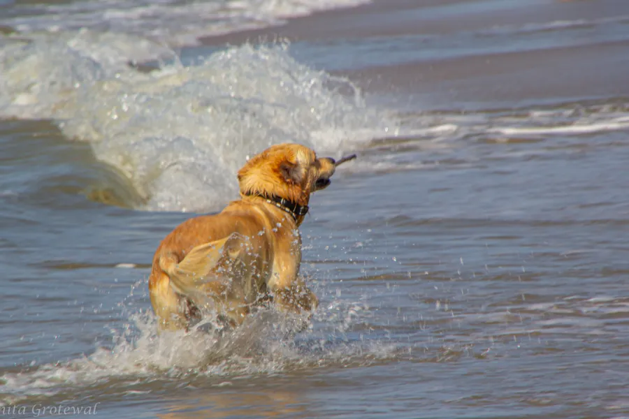Vakantie hond strand